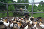 Ahem!  Hear ye, hear ye - chickens of the farm, I am Ghenghis Khan, grandson of the great Paw Paw and I come in peace!