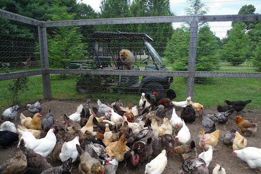 Ahem!  Hear ye, hear ye - chickens of the farm, I am Ghenghis Khan, grandson of the great Paw Paw and I come in peace!