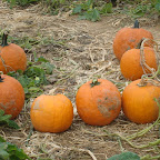 DSC06605.JPG