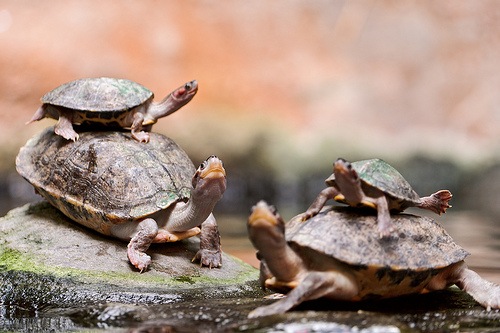 [Piled%2520turtles%255B4%255D.jpg]