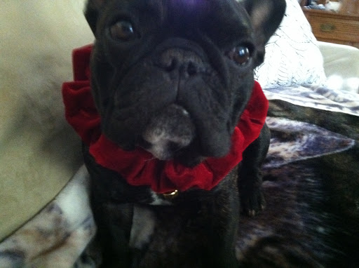 Joey, Gail C.'s Frenchie, would like us to note his resemblance to Francesca!