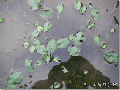 再度完整的小綠愛心 再度完整的小綠愛心