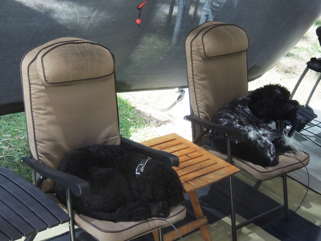 [dogs%2520in%2520chairs2%255B2%255D.jpg]