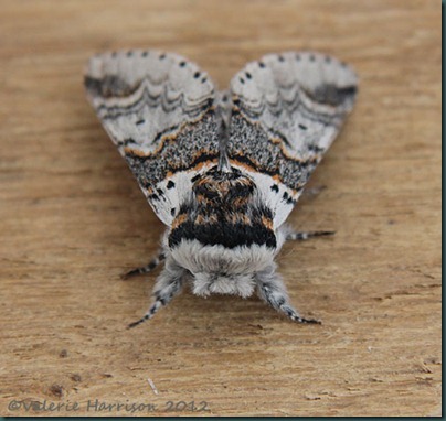 Sallow-Kitten-2 Sallow-Kitten-2