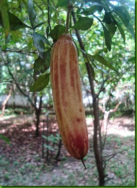 Parmentiera edulis - Guajilote (2) Parmentiera edulis - Guajilote (2)