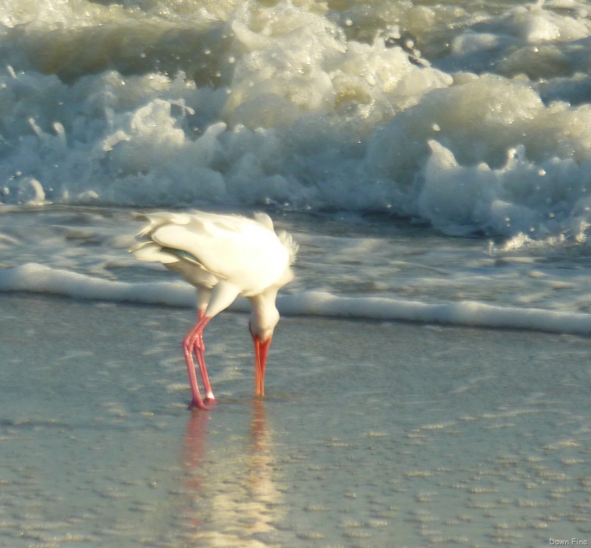 [Sanibel_029%255B4%255D.jpg]