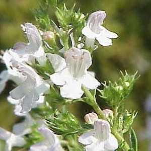 [floresdeajedrea4.jpg]