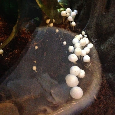 Mushrooms appear in vivarium image.jpeg