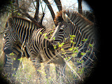 I especially like this zebra's mohawk. Transition to Madagascar - 042.jpg