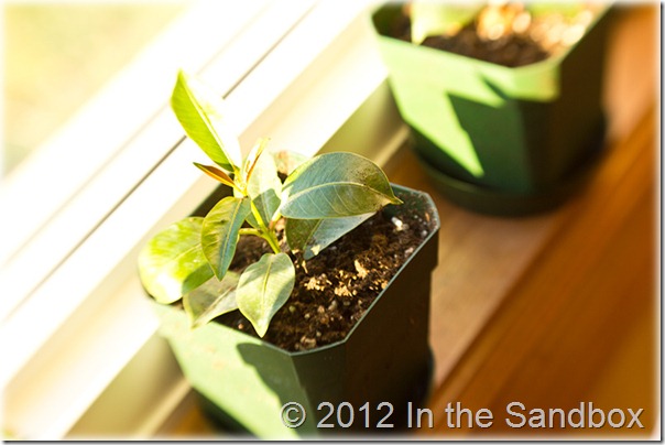 Diplodia on the window sill