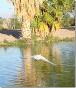 284_crop