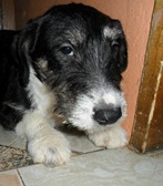 Chica (1) Chica (1)