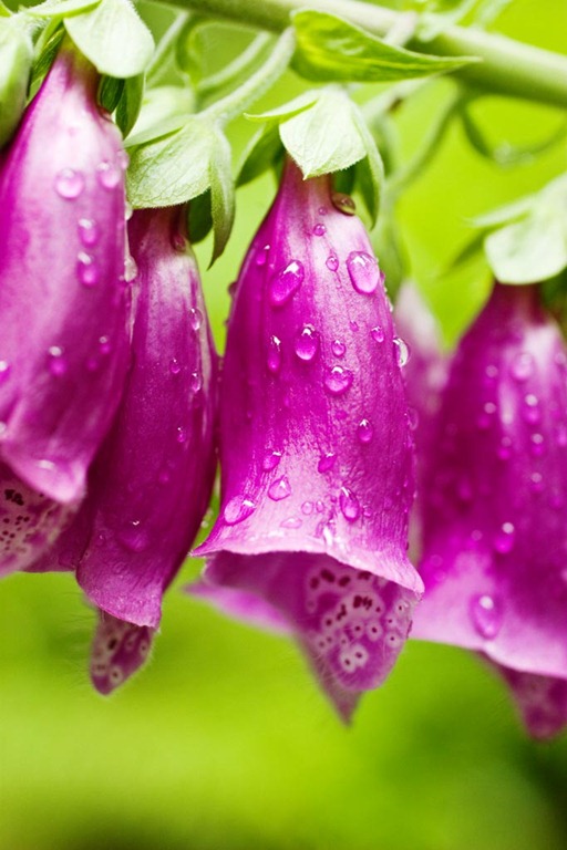[Fox-Gloves3.jpg]