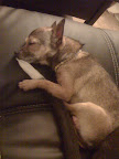 Minnow, at home with lifelong coach and the canine mentor who she declares taught her all she knows.
