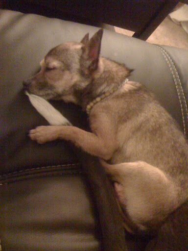 Minnow, at home with lifelong coach and the canine mentor who she declares taught her all she knows.