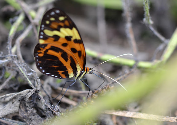Melinaea mneme mneme, LINNAEUS, 1763. Crique Tortue, près de Saut Athanase (Guyane). 21 novembre 2011. Photo : M. Belloin