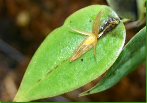 ORQ Acronia crucifera