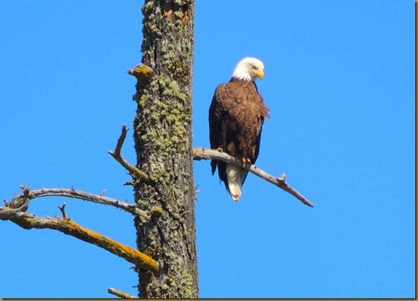 Mr. Bald Eagle number one DSCN3732