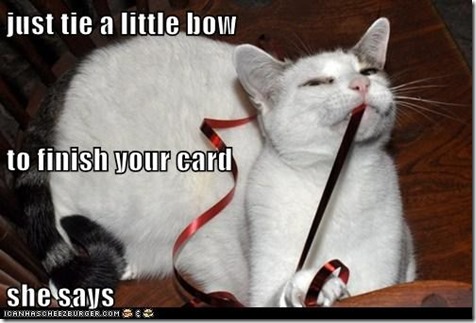 bow cat