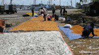 Secado de pescaditos y huevas al sol.