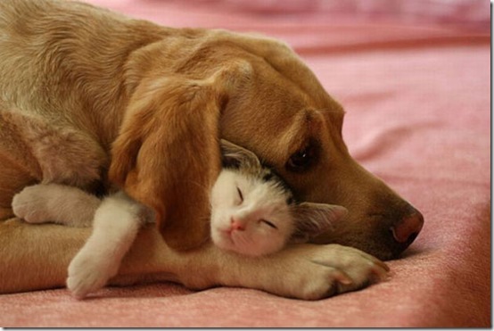 animals-worried-face-12