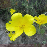 Flores do Canion do Colca à partir de Cabanaconde - Peru