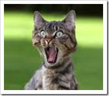 surprised%252520cat_thumb%25255B2%25255D.jpg%3Fimgmax%3D800