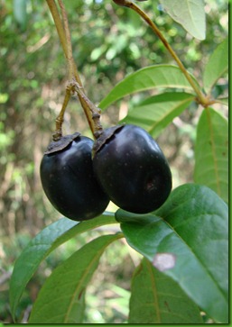 Vitex montevidensis