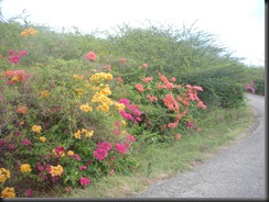 Curacao Vacation_2012 110