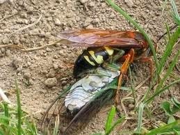 [cicado%2520killer%2520wasp%2520carrying%2520cicada%255B2%255D.jpg]