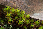 Moss.jpg