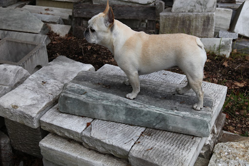 Franny!  Don't you recognize this marble?  Martha had it sawed into thinner pieces and used it for the kitchen floor.  We love stretching out on that cool marble in the summertime.
