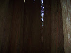 california_sequoia