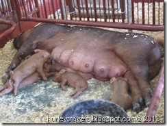 Champion Momma pig and her piglets.