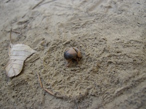 burrowing beetle with dirt pattern