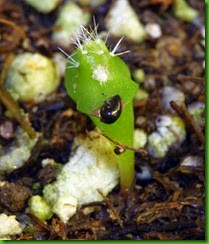 Cactus 9 Cactus 9
