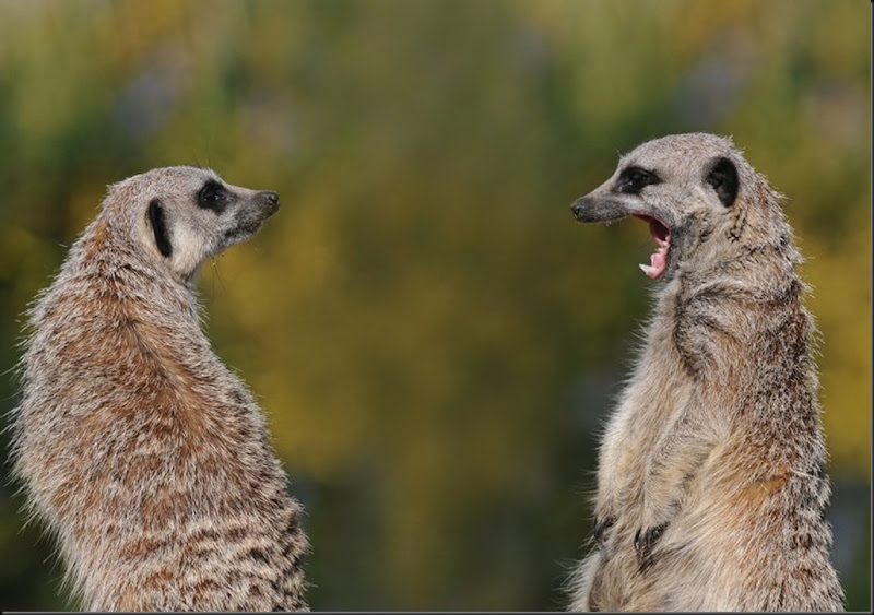 Meerkat from David Nordell