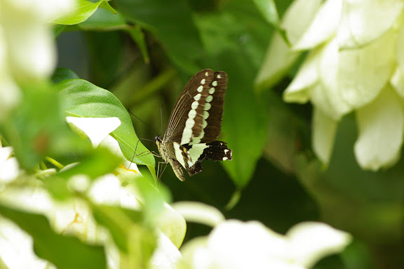 Papilio demolion demolion CRAMER, [1776]. Sepilok, 10 août 2011. Photo : J.-M. Gayman