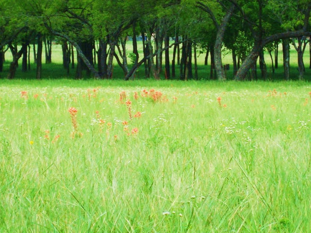 [mowing%2520012%255B3%255D.jpg]