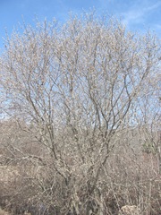 pussy willow tree near river Plympton