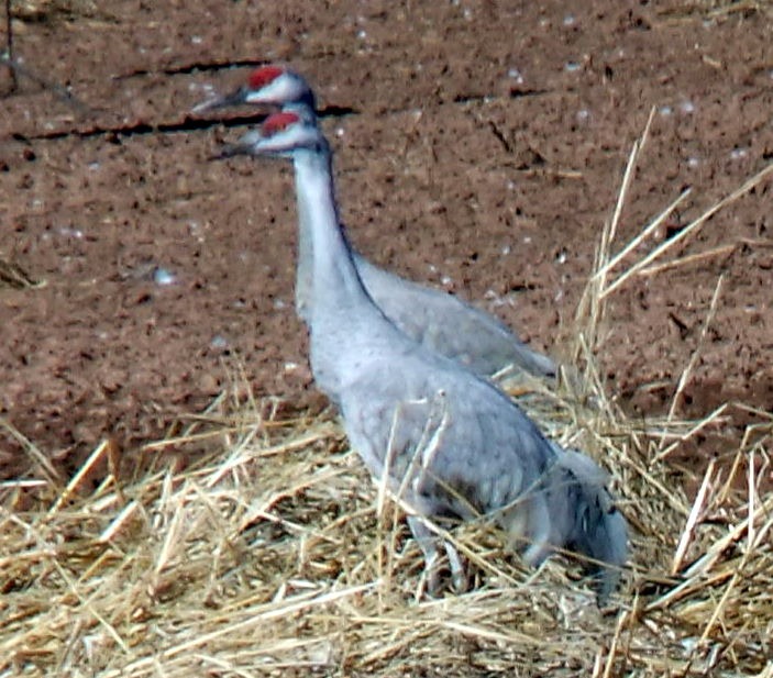[The%2520Crane%2520Twins%25201-19-2012%25201-28-03%2520PM%2520703x617%255B3%255D.jpg]