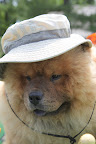 I know this hat belongs to Shaun, but he's not wearing it today.  He and I must have the same size head.  I hope he won't mind if I borrow it for a spell.