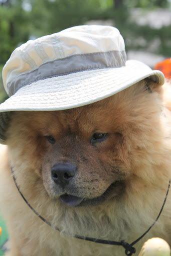 I know this hat belongs to Shaun, but he's not wearing it today.  He and I must have the same size head.  I hope he won't mind if I borrow it for a spell.
