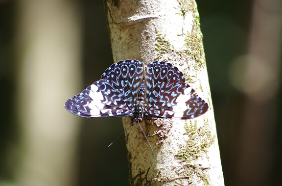 Hamadryas amphinome (L., 1767). Premier layon, Patawa (Montagne de Kaw), 23 octobre 2012. Photo : J.-M. Gayman