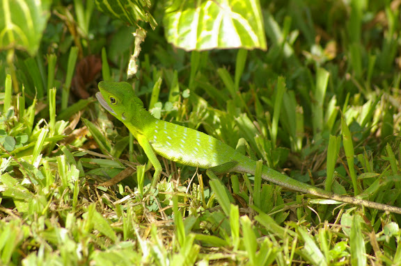 Lézard vert à crête - Bronchocela cristatella KUHL, 1820 (Agamidae). Gomantong, 14 août 2011. Photo : J.-M. Gayman