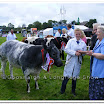 Cattle 007.jpg