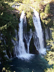 california_sequoia
