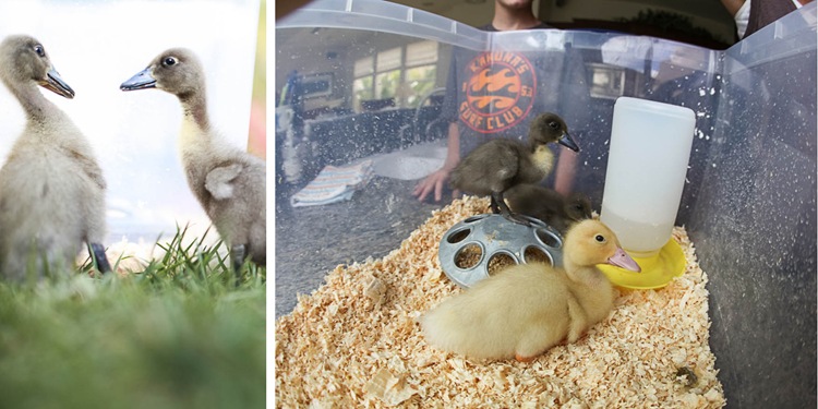 duckies come home duckies come home