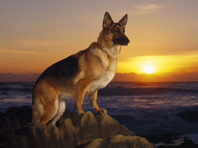 fondo-escritorio-perros16.jpg