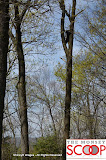 Bear Sighting On Winesap Land In Forshay - DSC_0052.JPG